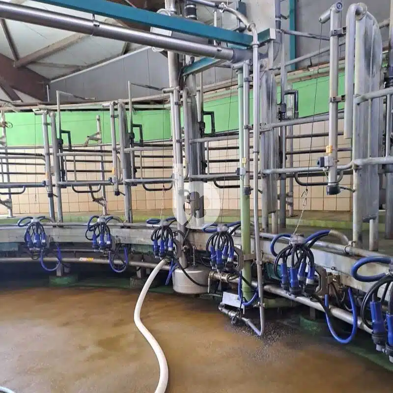 Salle de traite rotative intérieur GEA 24 vaches – Image 2