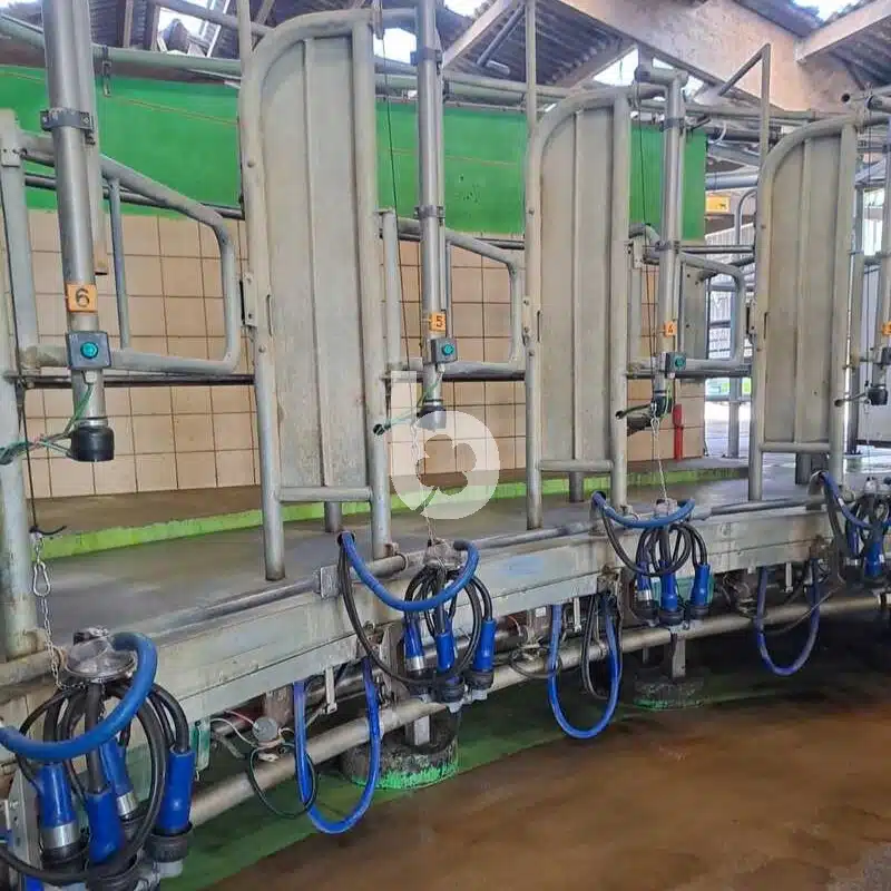 Salle de traite rotative intérieur GEA 24 vaches – Image 9