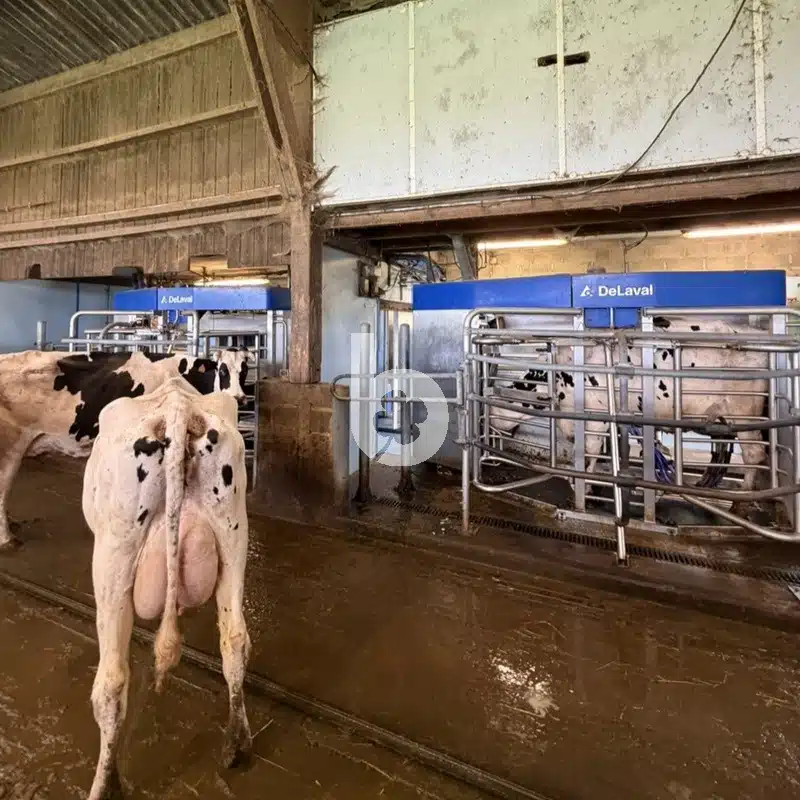 2 DeLaval VMS V310-Melkroboter – Bild 8